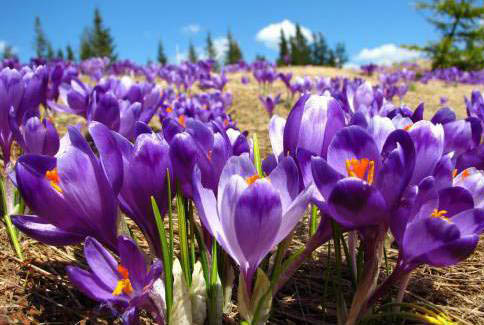 Результат пошуку зображень за запитом драгобрат крокуси"