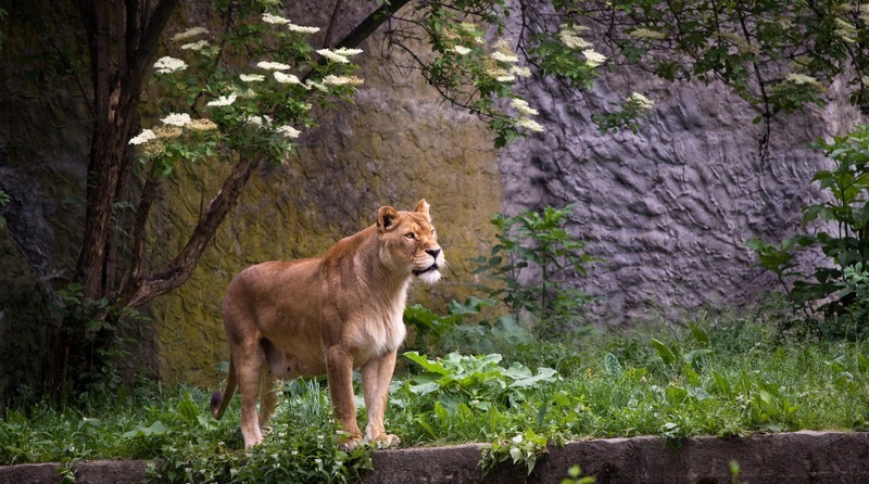 Пов’язане зображення