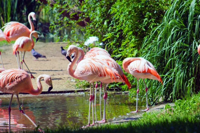 Пов’язане зображення