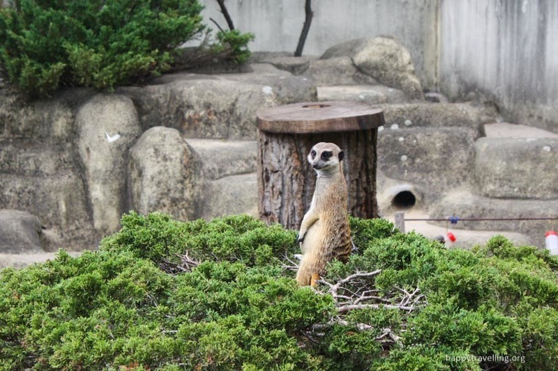 Результат пошуку зображень за запитом "варшавський зоопарк"