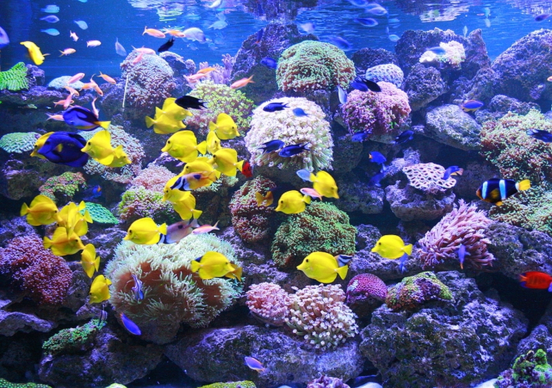 Результат пошуку зображень за запитом океанариум морская сказка"