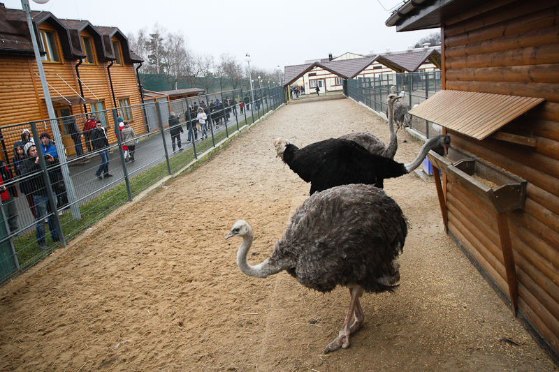 Результат пошуку зображень за запитом межигорье зоопарк"