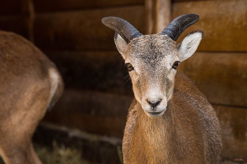 Результат пошуку зображень за запитом межигорье зоопарк"
