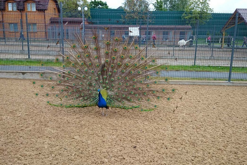 Результат пошуку зображень за запитом межигорье зоопарк"