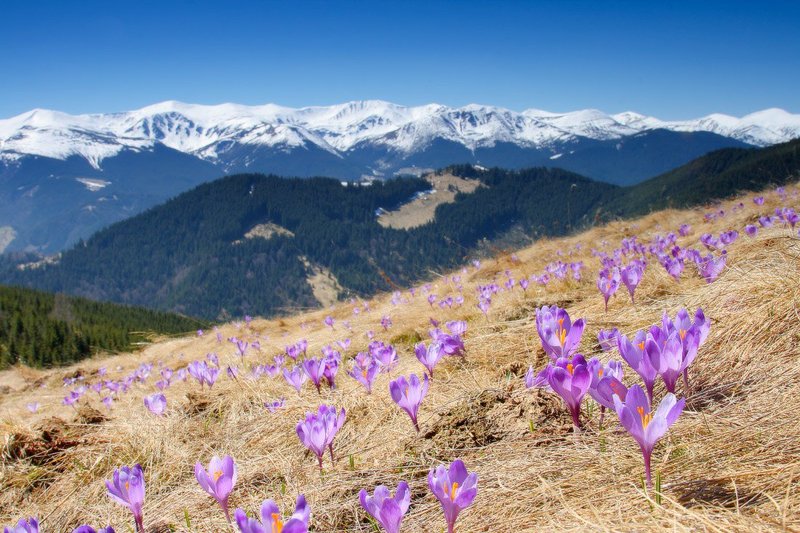 Результат пошуку зображень за запитом драгобрат крокуси"