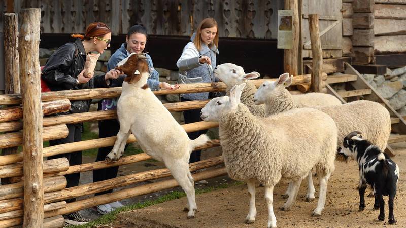 Результат пошуку зображень за запитом "гуцул ленд"
