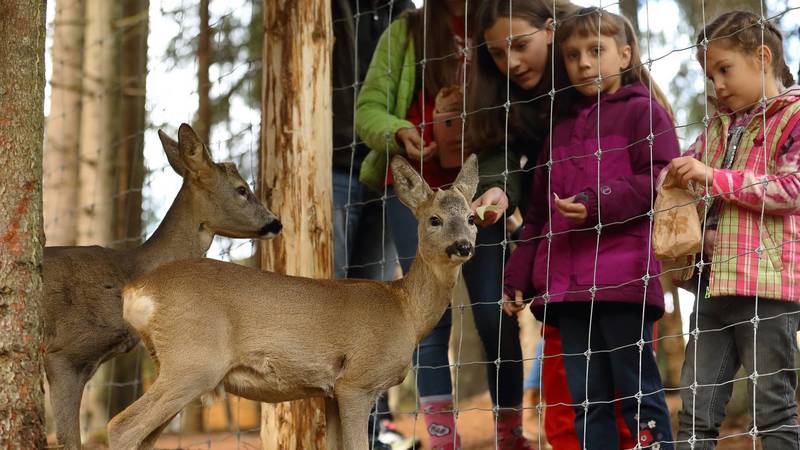 Результат пошуку зображень за запитом "гуцул ленд"