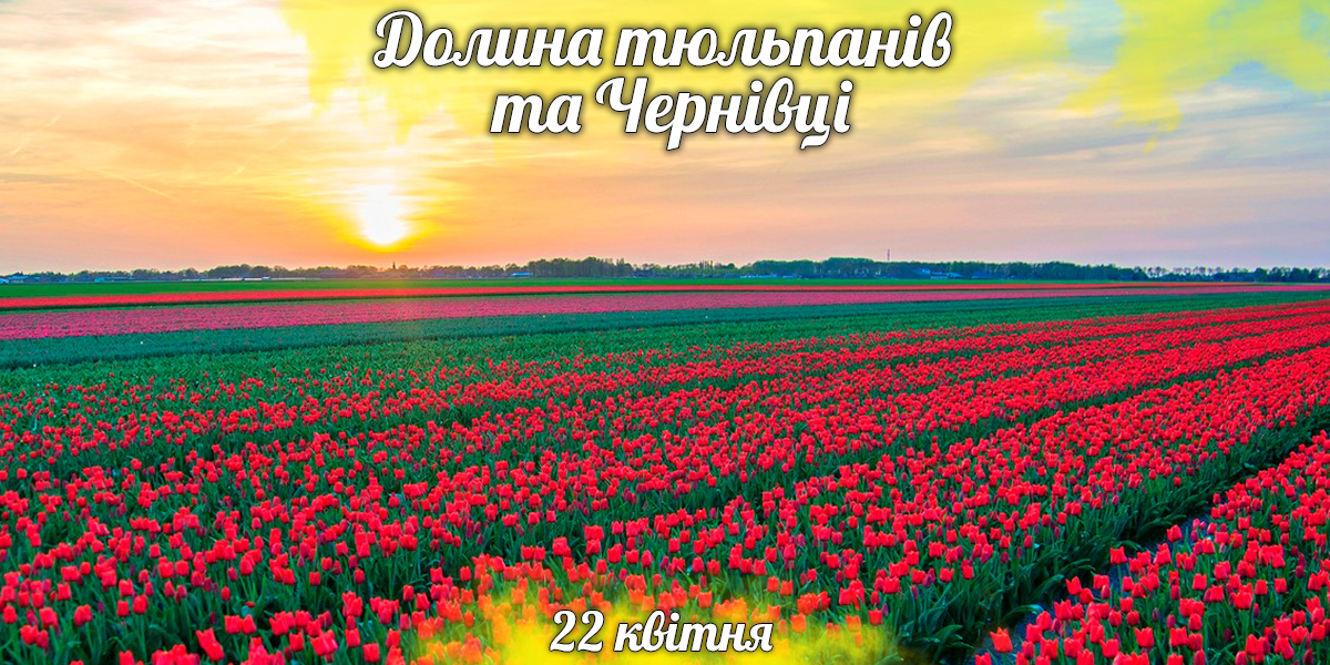 Долина тюльпанів та Чернівці